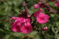 Salvia microphilla lemonei 